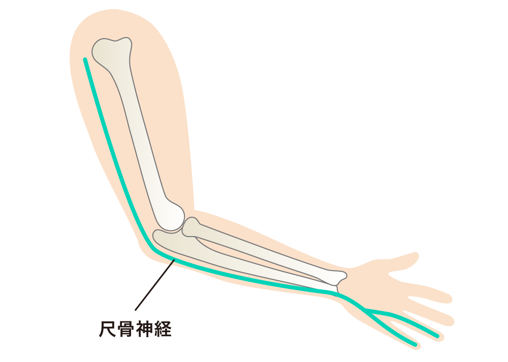 尺骨神経
