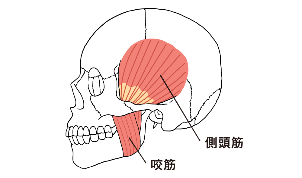 咀嚼筋