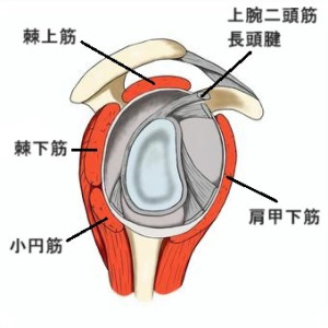 SLAP損傷　施術