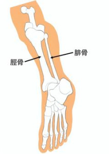 下腿の骨