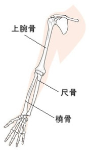 側副靭帯3